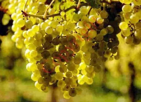 Landgasthof Zum Lamm Hotel 3*